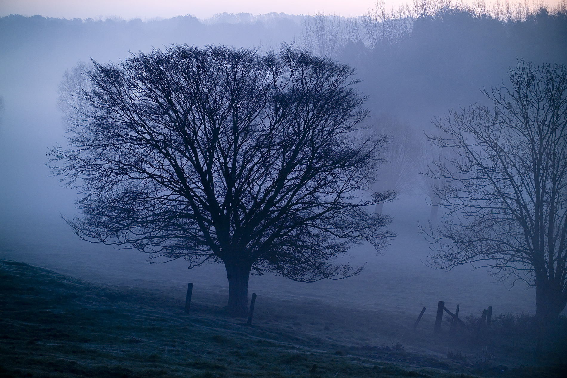 Modern photograph of a tree on a grassy hill against a backdrop of more trees, surrounded by mist, in blue and pink dawn light.