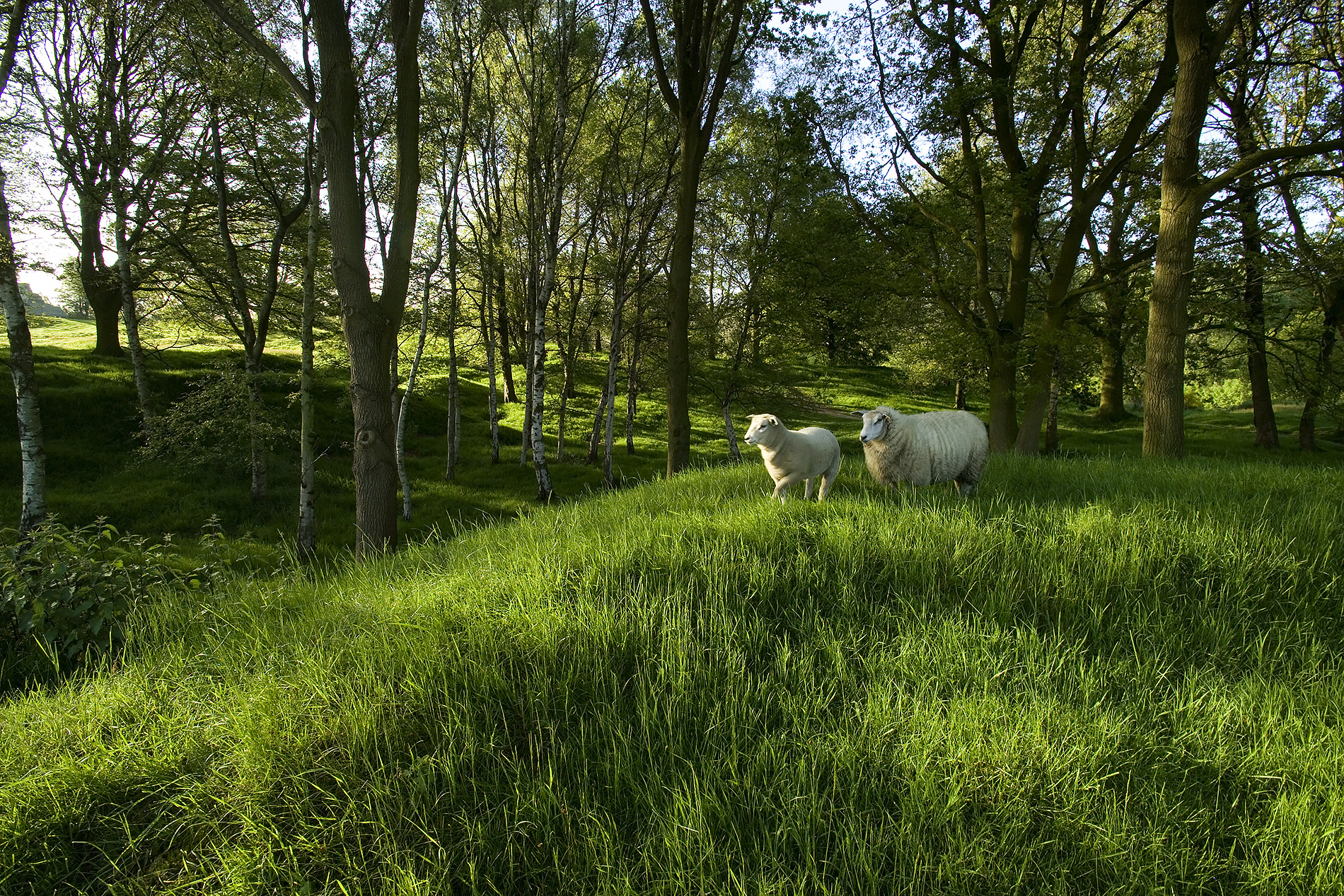 Modern photograph of a green grassy wood on a sunny day with two woolly sheep wandering around in it.