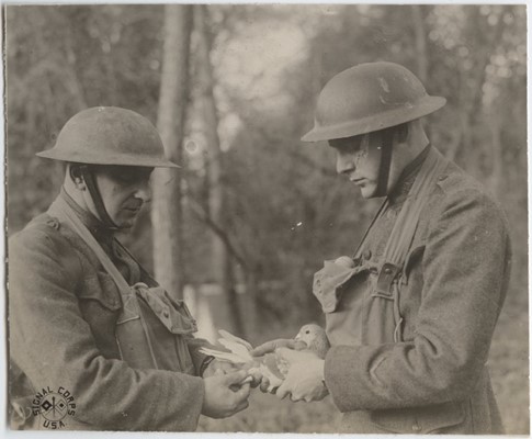 Photo of two soldiers attaching a message to a pigeon