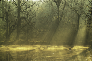 Modern photograph of a marshy boggy wooded area, lit in greens and golds.