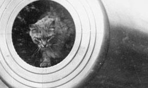 15 Animals That Went to War